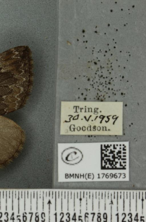 Dysstroma truncata truncata (Hufnagel, 1767) - BMNHE_1769673_label_350441