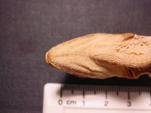 Anolis mirus Williams, 1963 - Anolis mirus Type 005.jpg