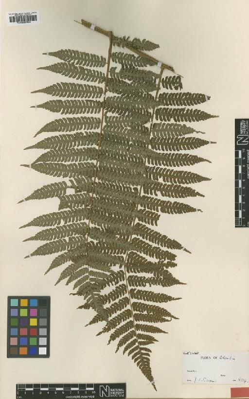 Cyathea leucolepismata Alston - BM000937686