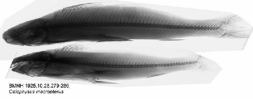 Calophysus macropterus Lichtenstein, 1819 - BMNH 1925.10.28.279-280, Calophysus macropterus, Radiograph