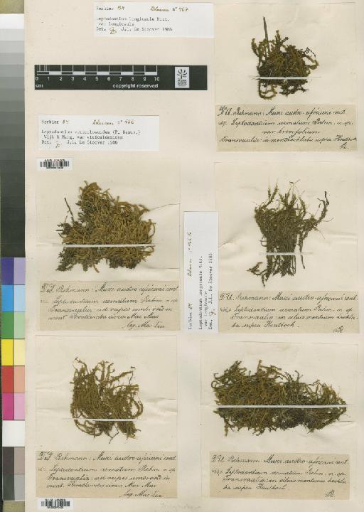 Leptodontium viticulosoides (P.Beauv.) Wijk & Margad. - BM000870408_a