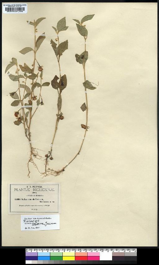 Solanum deflexum Greenm. - Spruce - BM000514924