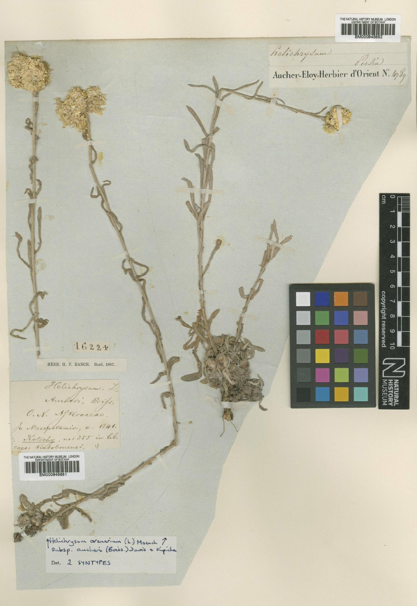 To NHMUK collection (Helichrysum arenarium subsp. aucheri (Boiss.) P.H.Davis & Kupicha; Syntype; NHMUK:ecatalogue:473253)