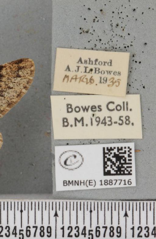 Apocheima hispidaria (Denis & Schiffermüller, 1775) - BMNHE_1887716_label_455088