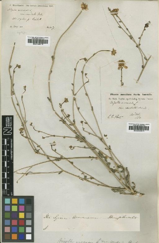 Nigella arvensis L. - BM000946018