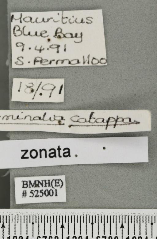 Bactrocera (Bactrocera) zonata (Saunders, 1842) - BMNHE_525001_label_30396