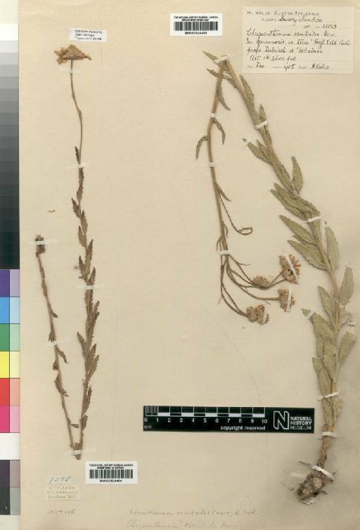 Adenanthemum osmitoides (Harv.) Nord - BM000924484