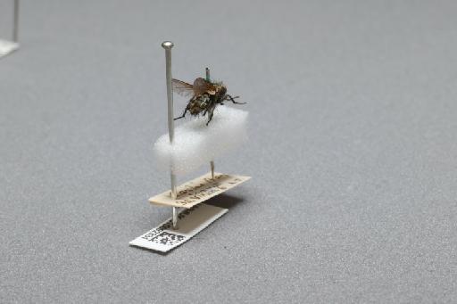 Sarcophaga (Myorhina) nigriventris Meigen, 1826 - 015092334_additional_1