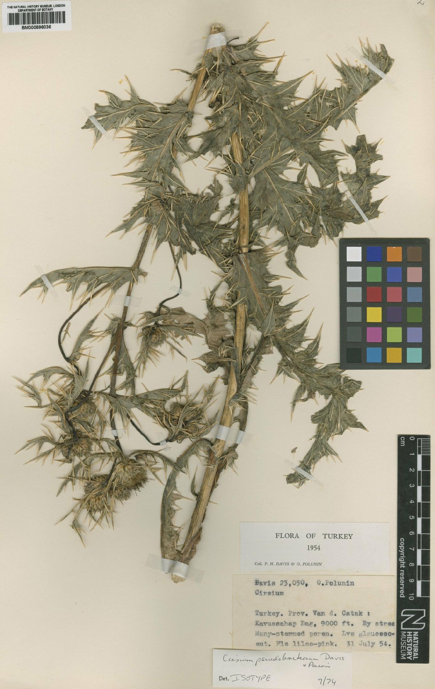 To NHMUK collection (Cirsium pseudobracteosum P.H.Davis & Parris; Isotype; NHMUK:ecatalogue:4657496)