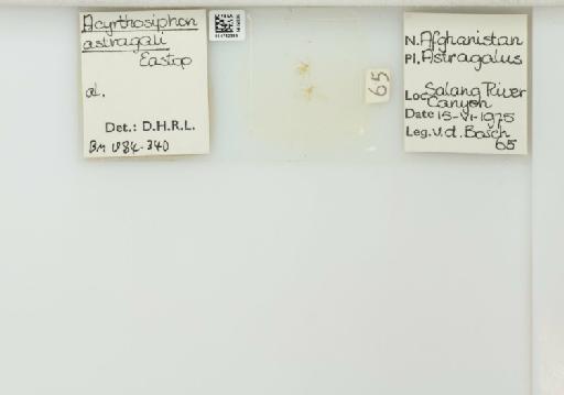 Acyrthosiphon astragali Eastop, 1871 - 014762385_112426_1092590_157863_NoStatus