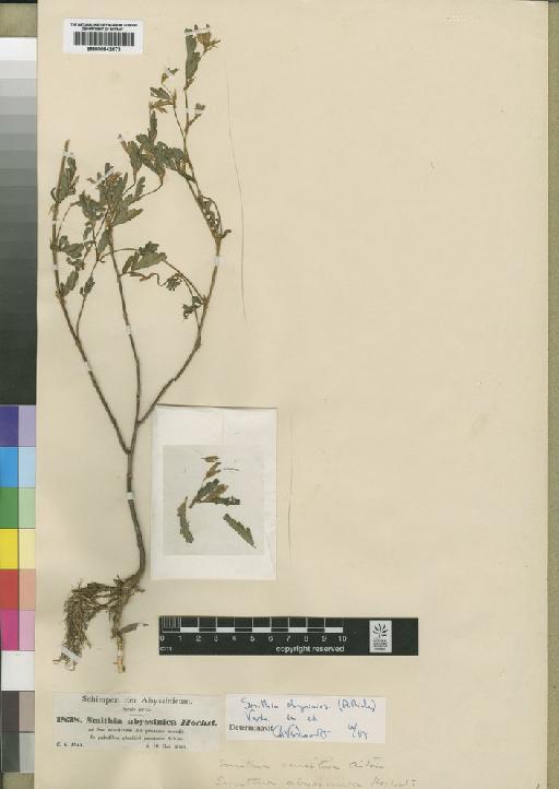 Smithia abyssincia (A.Rich.) Verdc. - BM000842673