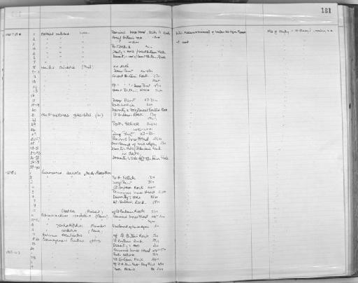 Luidia ciliaris (Philippi, 1837) - Zoology Accessions Register: Echinodermata: 1935 - 1984: page 181