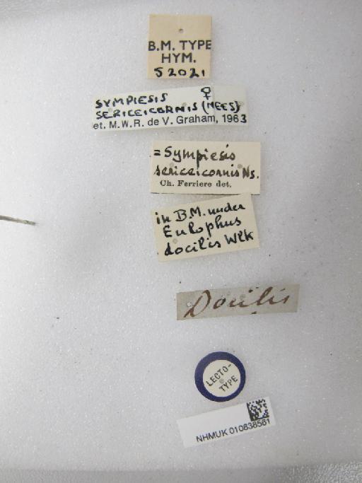 Eulophus docilis Walker, 1839 - 010838561_Labels