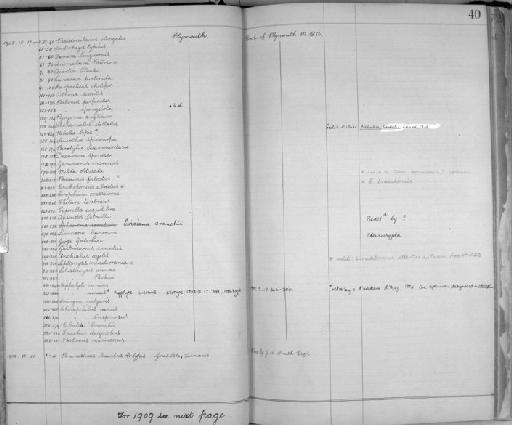 Leptomysis mediterranea G.O. Sars, 1877 - Zoology Accessions Register: Crustacea: 1905 - 1935: page 40