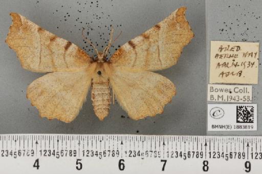 Selenia dentaria (Fabricius, 1775) - BMNHE_1883819_444044