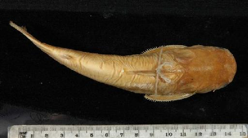 Auchenipterichthys longimanus Günther, 1864 - 1849.11.8.11a; Auchenipterus longimanus; dorsal view; ACSI Project image