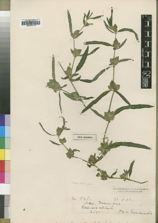 Dicliptera swynnertonii Moore - BM000931186