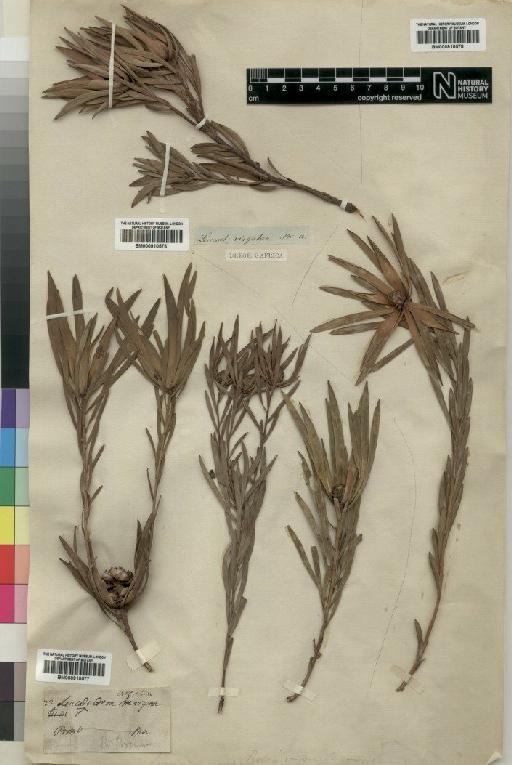 Leucadendron salignum P.J.Bergius - BM000910577