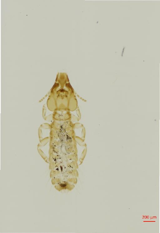 Strigiphilus marshalli Clay, 1966 - 010693571__2017_08_11-Scene-1-ScanRegion0