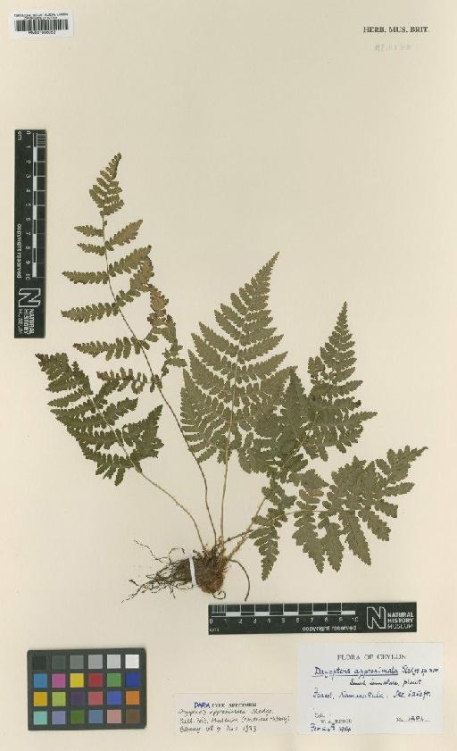 Dryopteris approximata Sledge - BM001066053