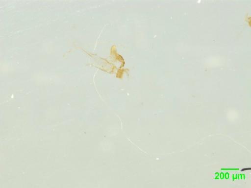 Scaphidiinae Latreille, 1806 - 010188831___11