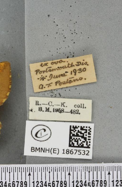 Angerona prunaria ab. juncta Williams, 1947 - BMNHE_1867532_label_439706