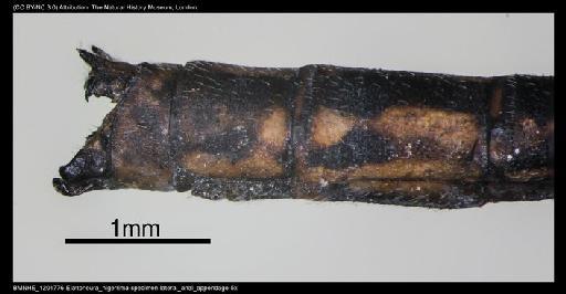 Elattoneura nigerrima (Laidlaw, 1917) - BMNHE_1201776-Elattoneura_nigerrima-specimen-lateral_anal_appendage-5x