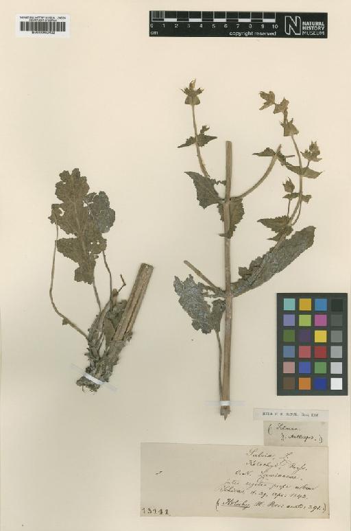 Salvia kotschyi Boiss. - BM000950402