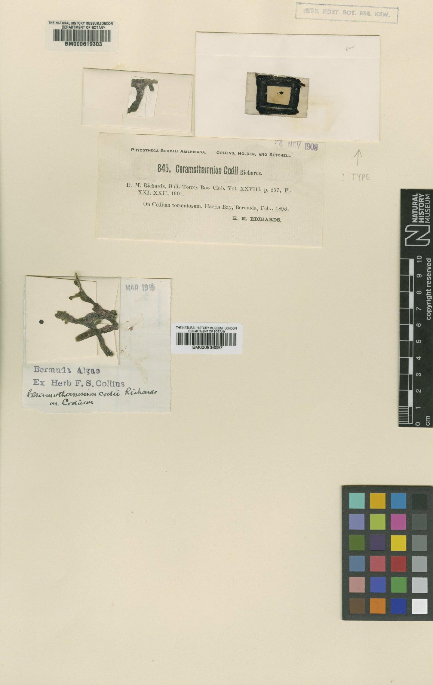 To NHMUK collection (Ceramium codii Richards; TYPE; NHMUK:ecatalogue:4790698)