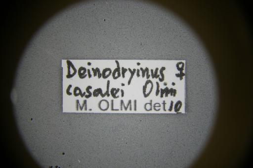 Prioranteon casalei Olmi, 1984 - Deinodryinus_casalei-NHMUK010265031-holotype-female-label_6