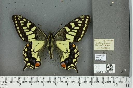 Papilio machaon britannicus Seitz, 1907 - BMNHE_1089748_69578