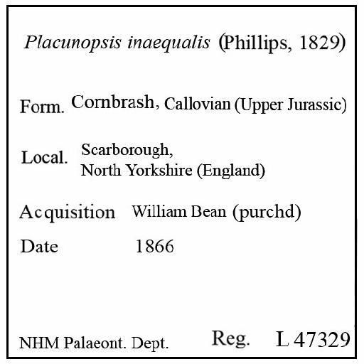 Placunopsis inaequalis (Phillips, 1829) - L 47329. Placunopsis inaequalis (label)