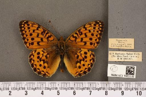 Argynnis aglaja (Linnaeus, 1758) - BMNHE_1085532_54453