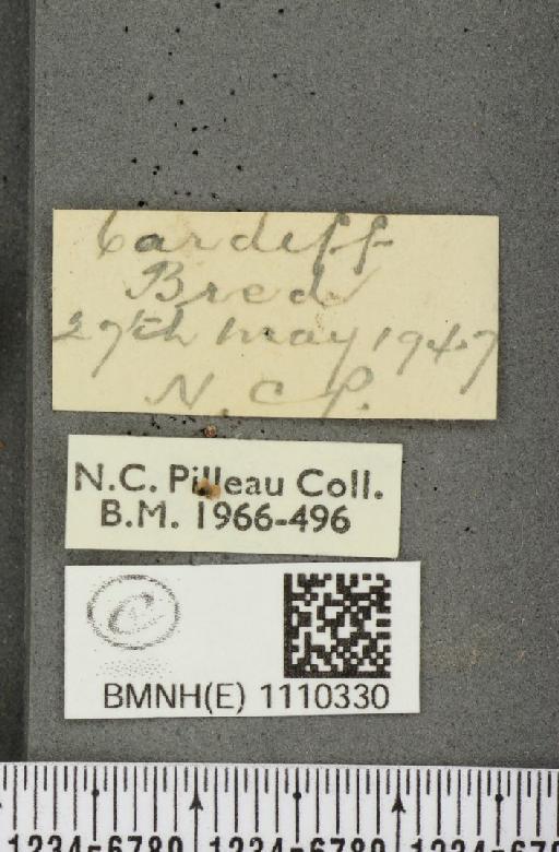 Euphydryas aurinia (Rottemburg, 1775) - BMNHE_1110330_label_51954