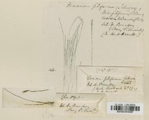 Aongstroemia vulcanica (Brid.) Müll.Hal. - BM000965497