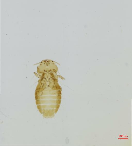 Heptapsogaster minutus mexicana Carriker, 1944 - 010677696__2017_08_08-2-Scene-1-ScanRegion0