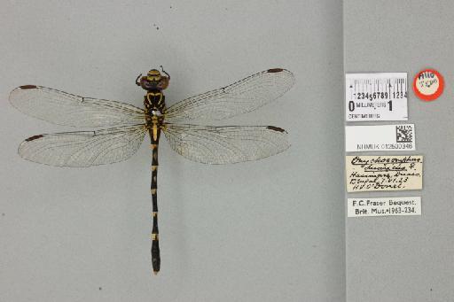 Onychogomphus duaricus Fraser, 1924 - 012500346_22128_1255015