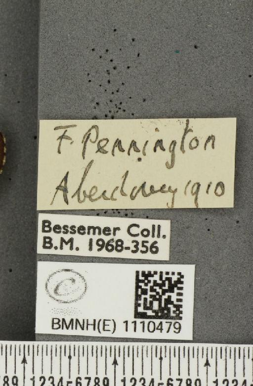 Euphydryas aurinia (Rottemburg, 1775) - BMNHE_1110479_label_52074