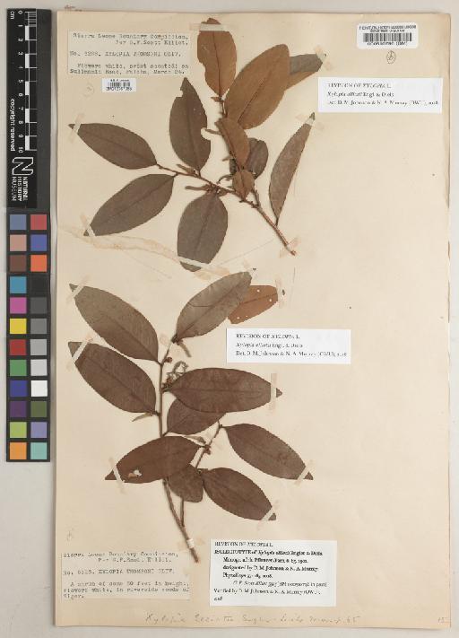 Xylopia elliotii Engl. & Diels - BM013767085