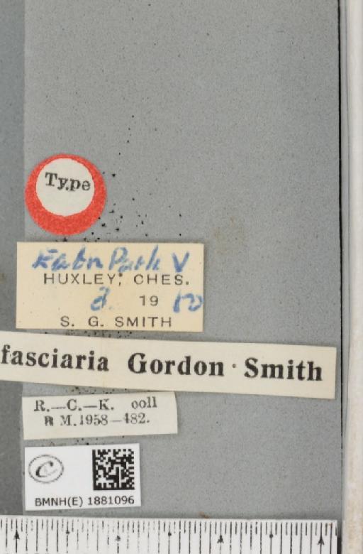 Selenia dentaria ab. tetrafasciata Smith, 1951 - BMNHE_1881096_label_446379