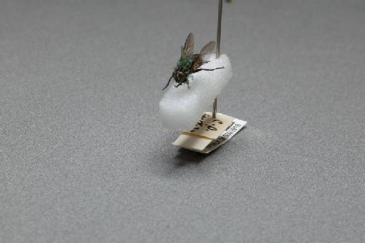 Sarcophaga (Myorhina) nigriventris Meigen, 1826 - 015091916_additional_3
