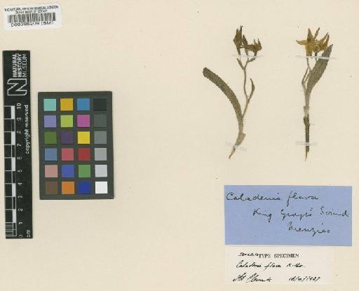 Caladenia flava R.Br. - BM000095209