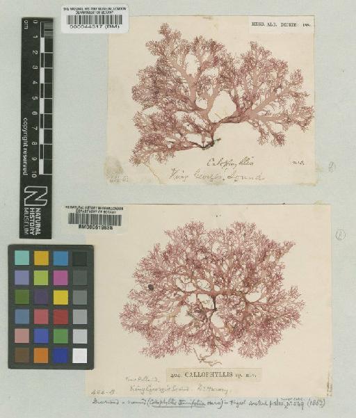 Craspedocarpus tenuifolius (Harv.) Min-Thein & Womersley - BM000044317