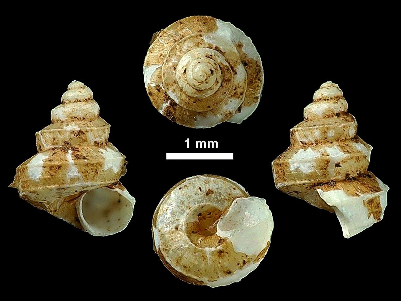 To NHMUK collection (Cyclostoma trochlea Benson, 1851; NEOTYPE; NHMUK:ecatalogue:2764754)