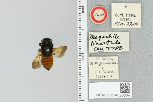 Chalicodoma lineatulum (Cockerell, 1937) - 014026364_835586_1629530-