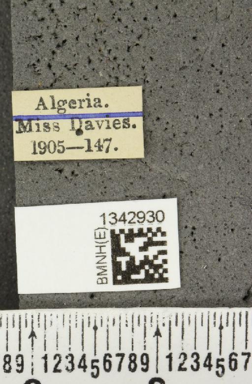 Lilioceris (Lilioceris) lilii stercoraria (Linnaeus, 1767) - BMNHE_1342930_label_13090