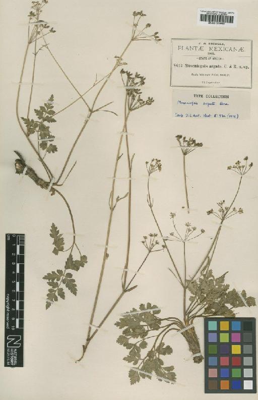 Arracacia arguta (Rose) Mathias & Constance - BM001008597