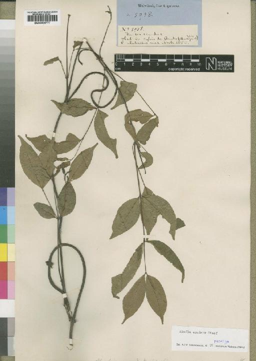 Alafia caudata Stapf - BM000925777