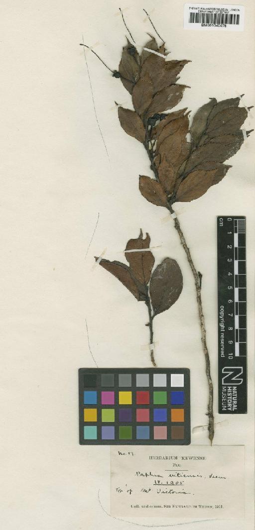 Agapetes vitiensis Benth. & Hook. ex Drake - BM001040078