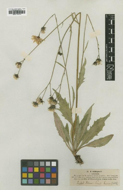 Hieracium saxifragum subsp. lythrodes Dahlst. - BM001050741